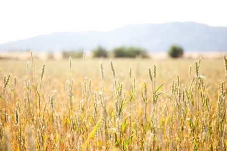 Reviving the Golden State with Heritage Grains Image